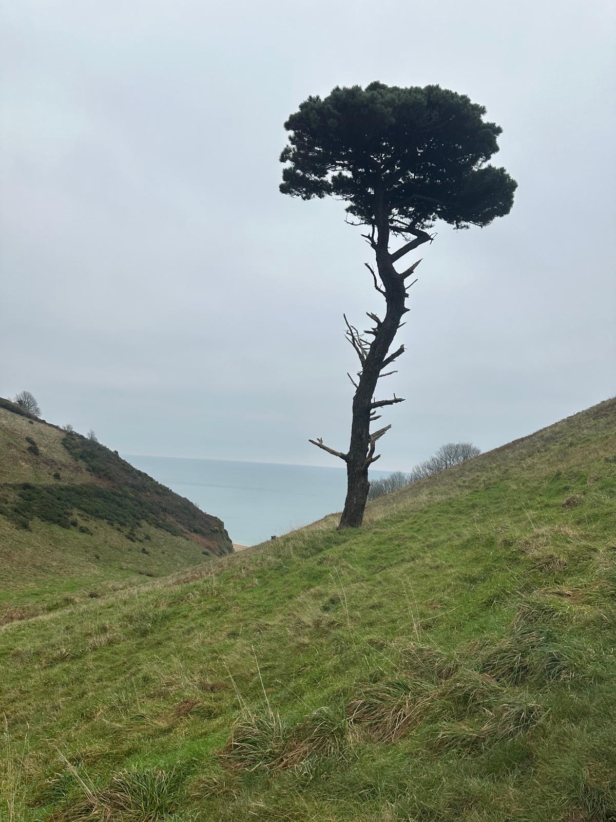 Monday Mastery - Relationship Approach & The Lonely Tree