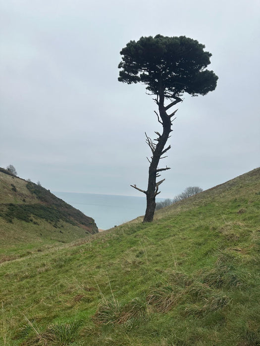 Monday Mastery - Relationship Approach & The Lonely Tree