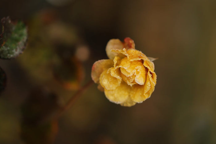 Frosty flower