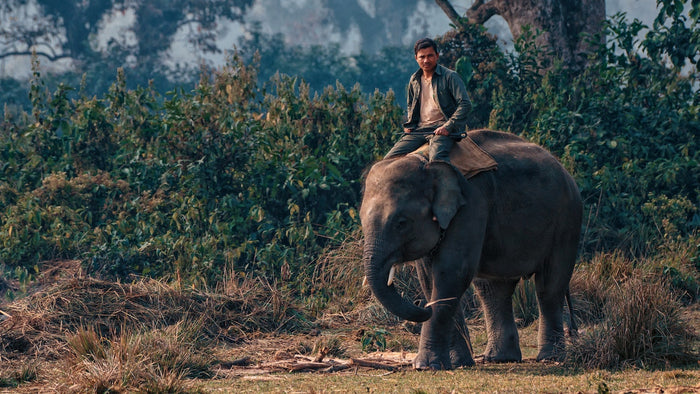 Elephant and the rider