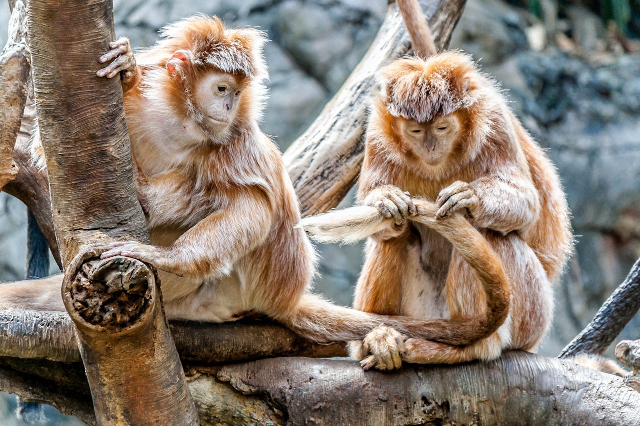 Animals helping each other