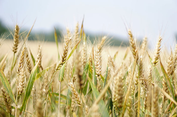 field of wheat