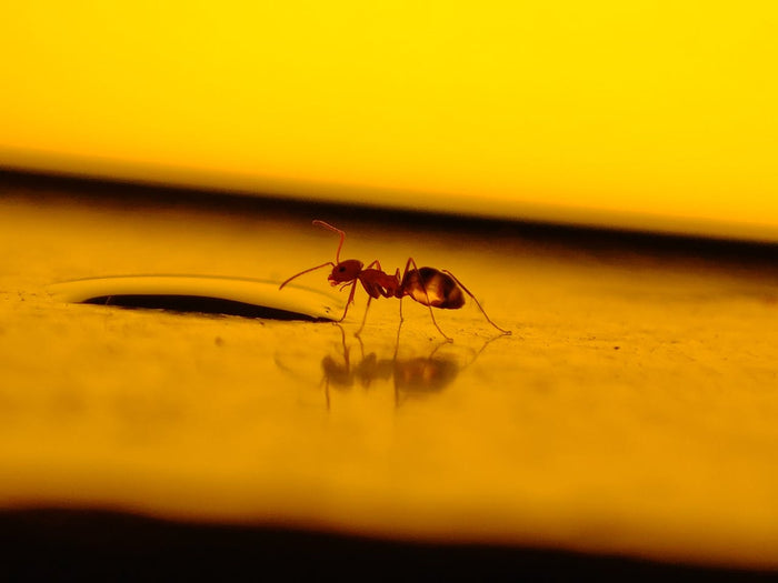 Insect drinking
